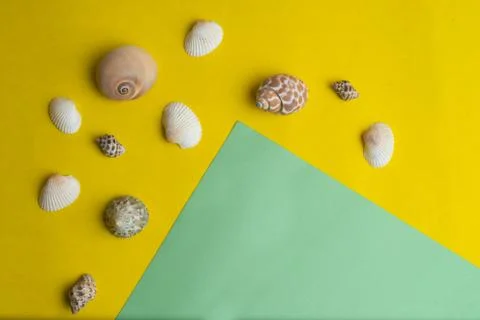 Composition of exotic sea shells on a yellow and green background.  Stock Photos