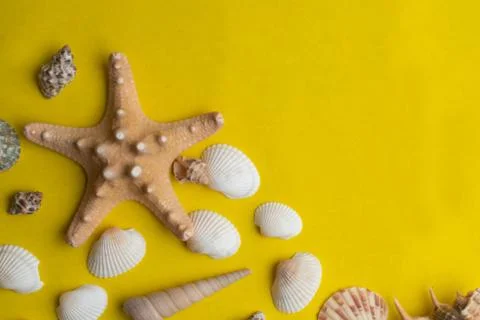Composition of exotic sea shells on a yellow background. Summer concept.  Stock Photos
