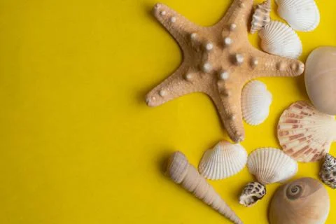 Composition of exotic sea shells on a yellow background. Summer concept. Top  Stock Photos
