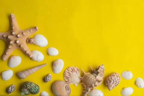 Composition of exotic sea shells on a yellow background. Summer concept. Stock Photos
