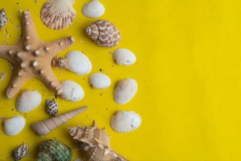 Composition of exotic sea shells on a yellow background. Summer concept. Top  Stock Photos