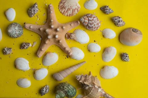 Composition of exotic sea shells on a yellow background. Summer concept. Top  Stock Photos