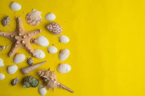 Composition of exotic sea shells on a yellow background. Summer concept. Top  Stock Photos