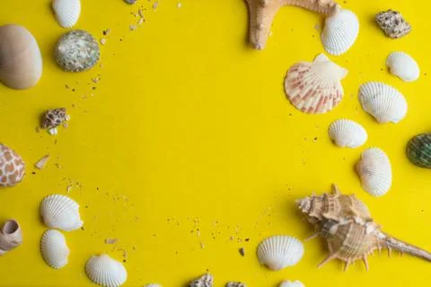 Composition of exotic sea shells on a yellow background. Summer concept. Top  Stock Photos