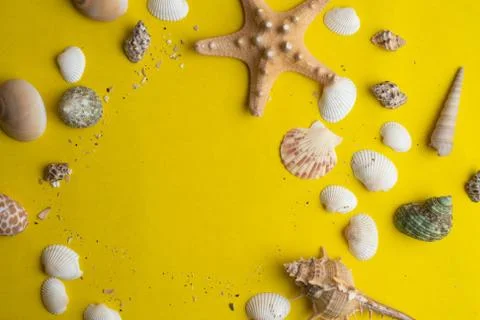 Composition of exotic sea shells on a yellow background. Summer concept. Top  Stock Photos