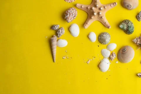 Composition of exotic sea shells on a yellow background. Summer concept. Top  Stock Photos