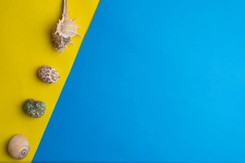 Composition of exotic sea shells on a yellow and blue background. Summer conc 스톡 사진