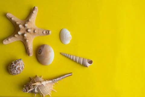 Composition of exotic sea shells on a yellow background. Summer concept. Top  Stock Photos