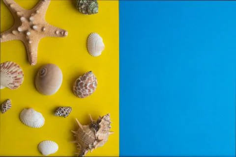 Composition of exotic sea shells on a yellow and blue background. Summer conc Stock Photos