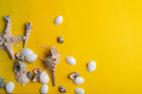 Composition of exotic sea shells on a yellow background. Summer concept. Top  Stock Photos