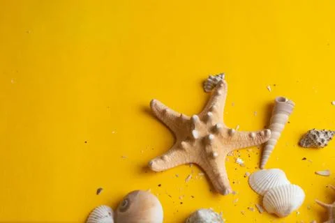 Composition of exotic sea shells on a yellow background. Summer concept. Top  Stock Photos