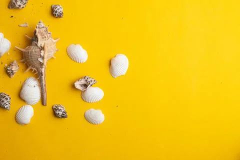 Composition of exotic sea shells on a yellow background. Summer concept. Top  Stock Photos