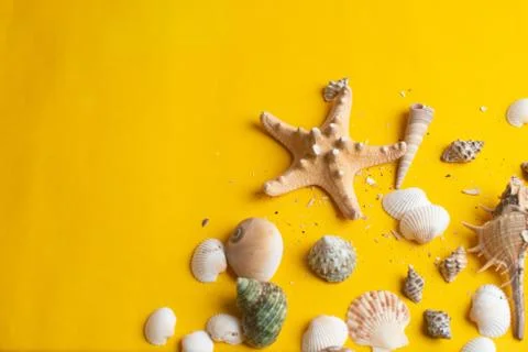 Composition of exotic sea shells on a yellow background. Summer concept. Top  Stock Photos