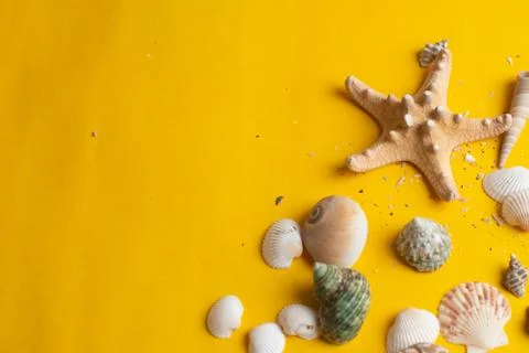 Composition of exotic sea shells on a yellow background. Summer concept. Top  Stock Photos