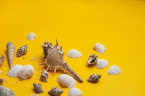 Composition of exotic sea shells on a yellow background. Summer concept. Top  Stock Photos