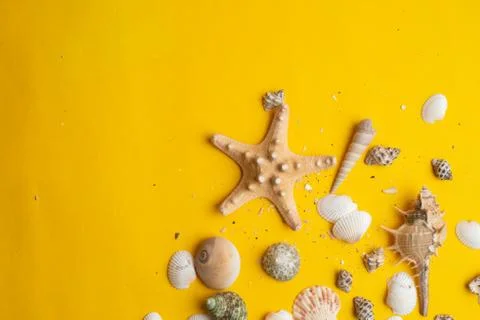 Composition of exotic sea shells on a yellow background. Summer concept. Top  스톡 사진