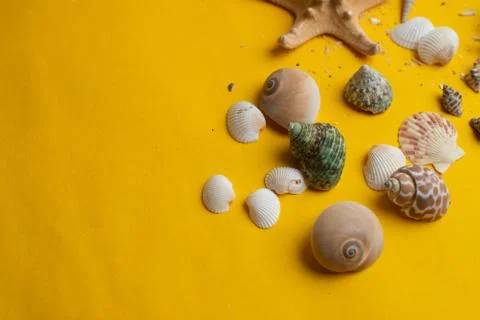Composition of exotic sea shells on a yellow background. Summer concept. Top  스톡 사진