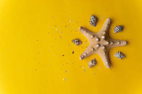 Composition of exotic sea shells on a yellow and blue background. Summer conc Stock Photos