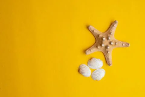 Composition of exotic sea shells on a yellow background. Summer concept. Stock Photos