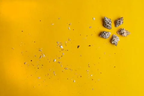 Composition of exotic sea shells on a yellow background. Summer concept. Top  Stock Photos