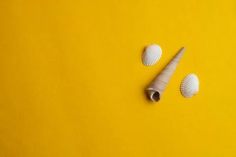 Composition of exotic sea shells on a yellow background. Summer concept. Top  Stock Photos