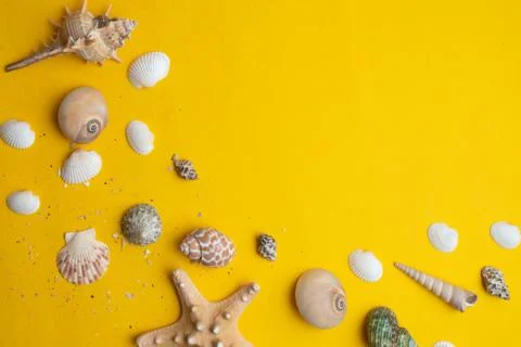 Composition of exotic sea shells on a yellow background. Summer concept. Top  Stock Photos