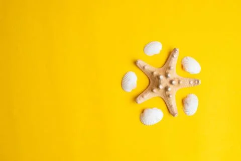 Composition of exotic sea shells on a yellow background. Summer concept. Stock Photos