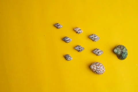 Composition of exotic sea shells on a yellow background. Summer concept. Top  Stock Photos