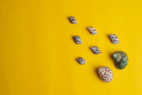 Composition of exotic sea shells on a yellow background. Summer concept. Top  Stock Photos