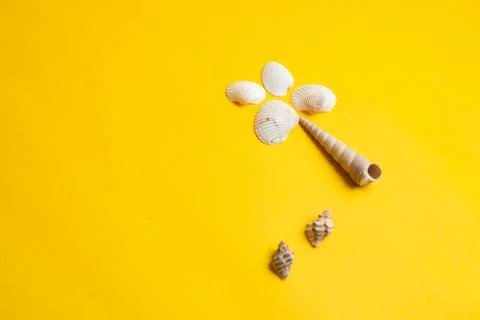 Composition of exotic sea shells on a yellow background. Summer concept. Top  Stock Photos