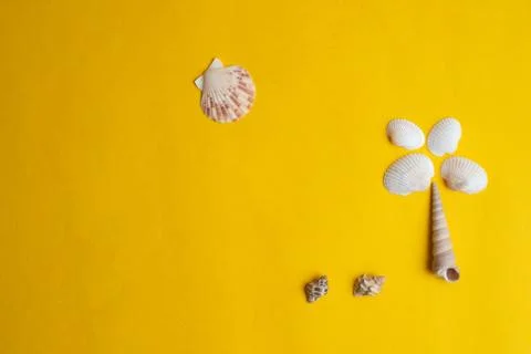 Composition of exotic sea shells on a yellow background. Summer concept. Top  Stock Photos