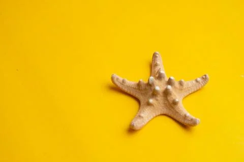 Composition of exotic sea shells on a yellow background. Summer concept. Top  Stock Photos
