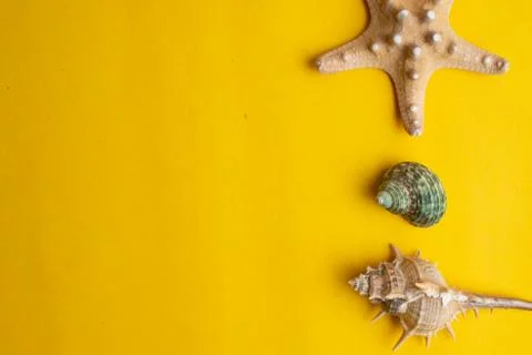 Composition of exotic sea shells on a yellow background. Summer concept. Top  Stock Photos