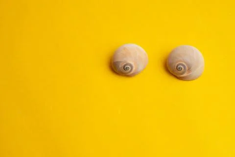 Composition of exotic sea shells on a yellow background. Summer concept. Top  Stock Photos