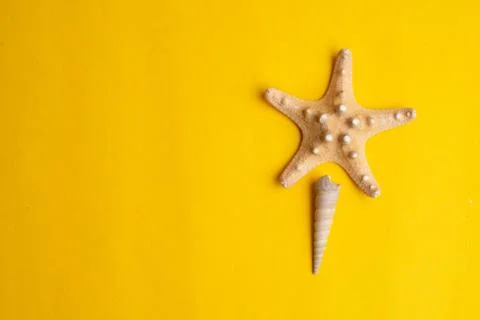 Composition of exotic sea shells on a yellow background. Summer concept. Top  Stock Photos