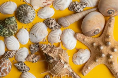 Composition of exotic sea shells on a yellow background. Summer concept. Top  Stock Photos