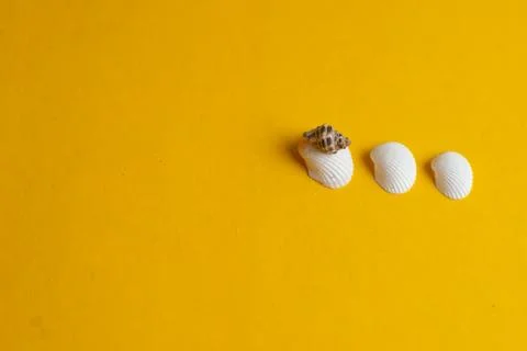 Composition of exotic sea shells on a yellow background. Summer concept. Top  Stock Photos