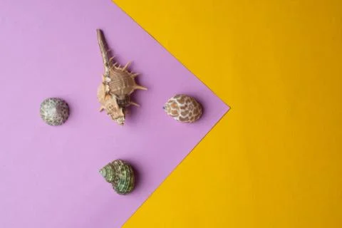 Composition of exotic sea shells on a yellow and pink background. Summer conc Stock Photos