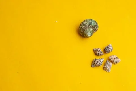 Composition of exotic sea shells on a yellow background. Summer concept. Top  Stock Photos