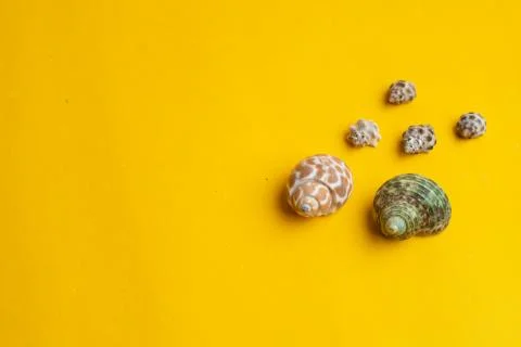 Composition of exotic sea shells on a yellow background. Summer concept. Top  Stock Photos