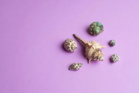 Composition of exotic sea shells on a yellow and blue background. Summer conc Stock Photos