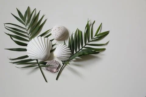 Composition of exotic seashells, oysters. Lush green palm leaves isolated on Foto stock