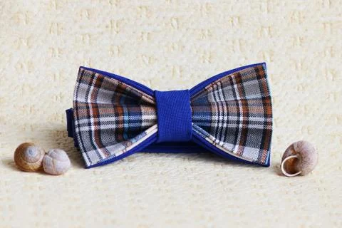 Composition: Extravagant checkered blue with a black bow tie, Shells from snails Stock Photos