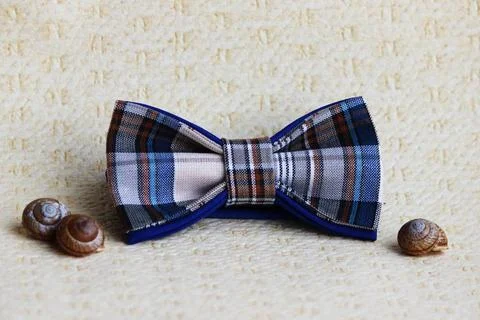 Composition: Extravagant checkered blue with a black bow tie, Shells from ... 库存照片
