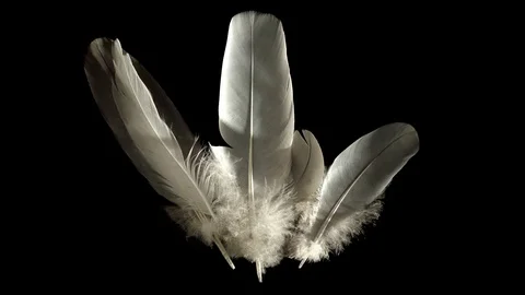 Composition with feathers isolated on black - beautiful light - waft blowing Stock Footage 76055098