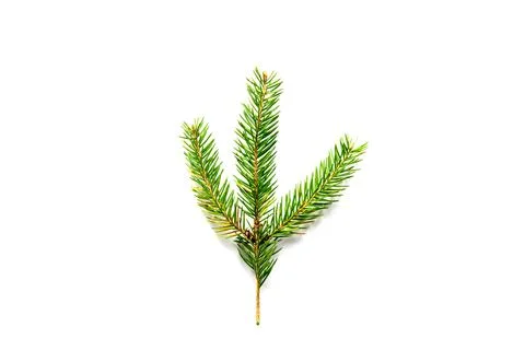 This composition features a fresh evergreen branch with vibrant green needles Stock Photos