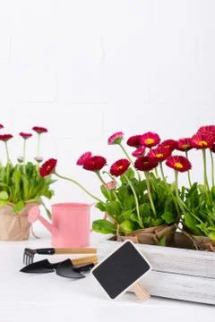 Composition with first daisy flowers  for planting and gardening tools Stock Photos