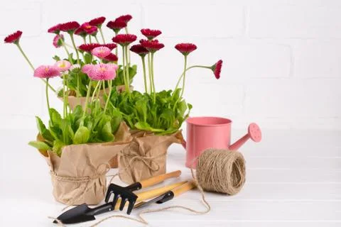 Composition with first daisy flowers  for planting and gardening tools Stock Photos