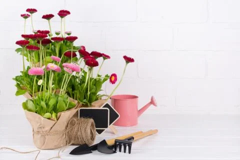Composition with first daisy flowers  for planting and gardening tools Stock Photos