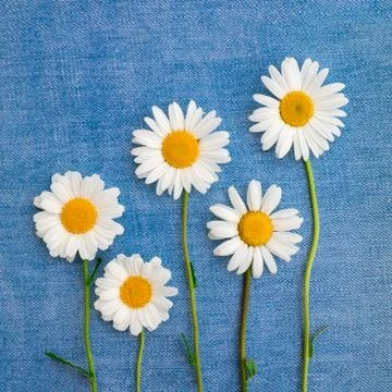 Composition of the five daisies flowers in blue denim Stock Photos